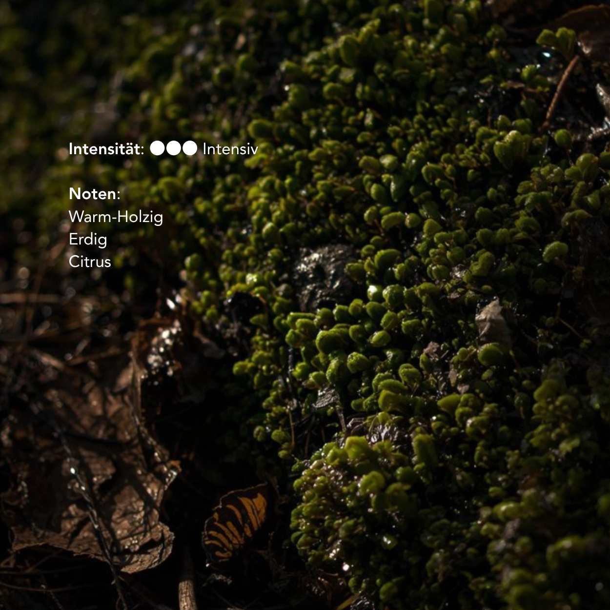 Palo Santo Wood Sticks SERFOR Certified Sustainably Harvested - High Resin Holy Wood