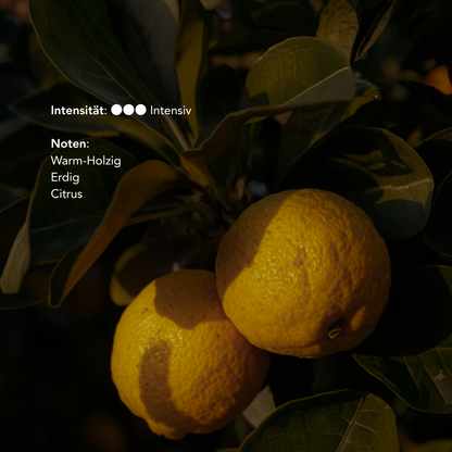 Palo Santo Wood Sticks SERFOR Certified Sustainably Harvested - High Resin Holy Wood