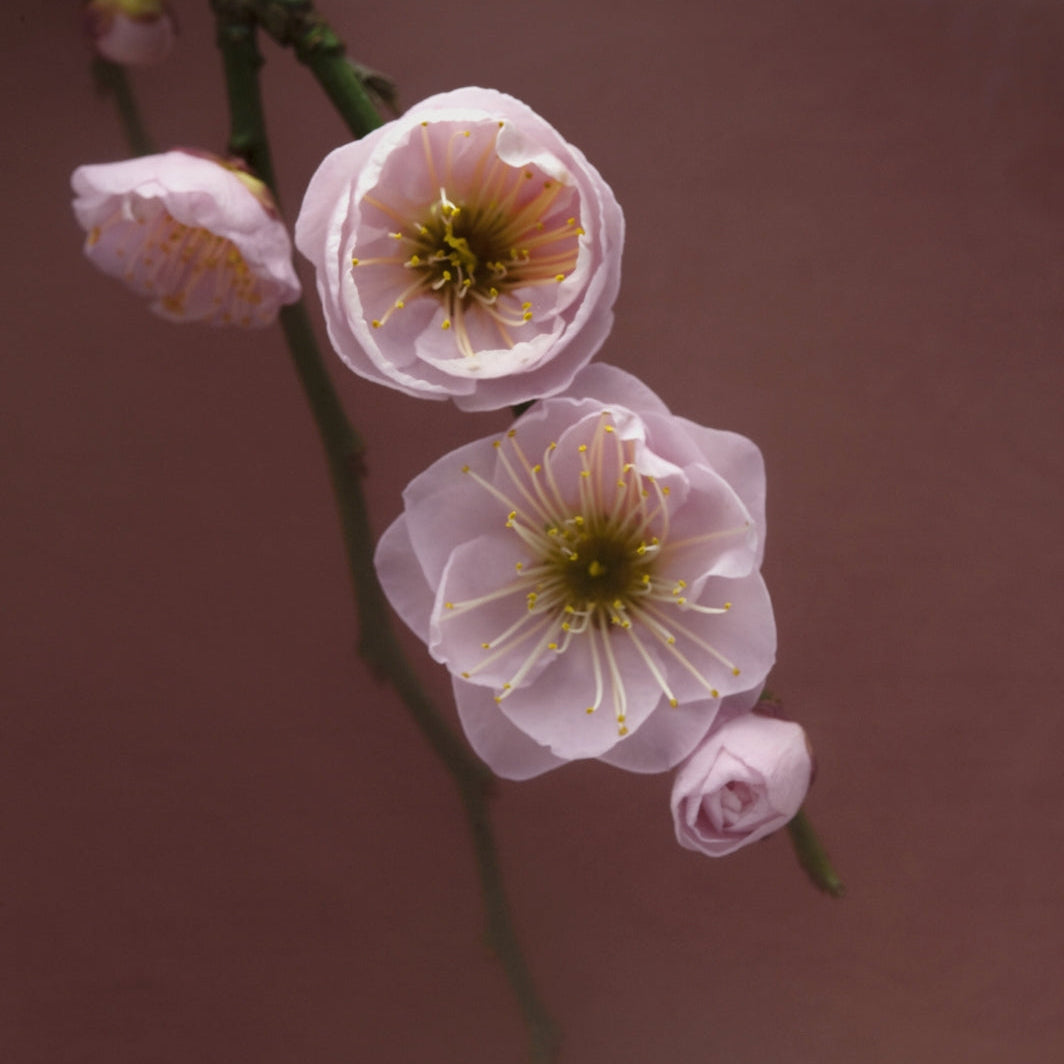 Mindful Moments Räucherwerk Set