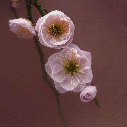 Mindful Moments Räucherwerk Set