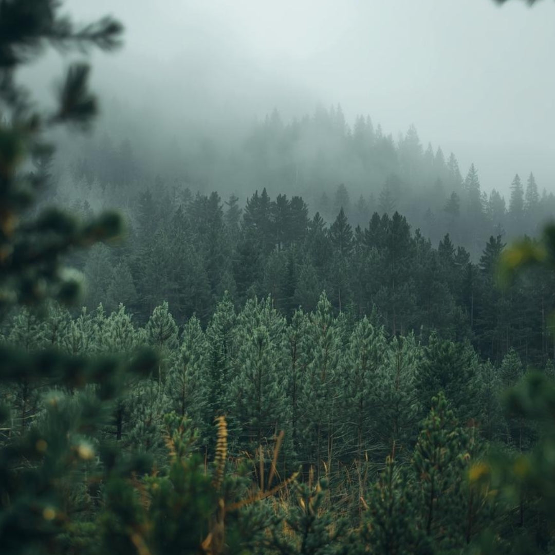 Forest scene with foggy conditions